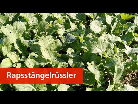 Rapsstängelrüssler