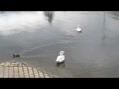 Ente gut - alles gut!