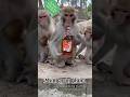 Drunken Monkey | Funny monkey 🐒 | #bestshortsvideo | #trendingshorts | #viralshorts |#animalworld