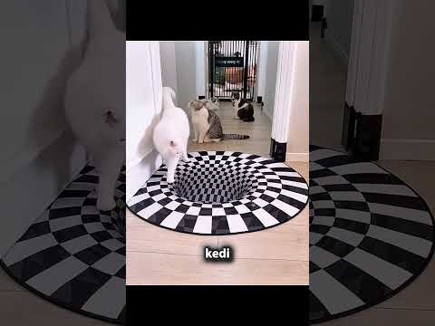 Kedilerinin Zekâ Testinde Sonuç Herkesi Şaşırttı! 😹