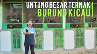 Download lagu Sukses Ternak Burung Kacer dan Burung Murai Batu, Dijamin Untung Besar mp3