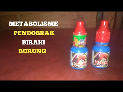 LUST BREAKER IN BIRD‼️ METABOLISM REVIEW