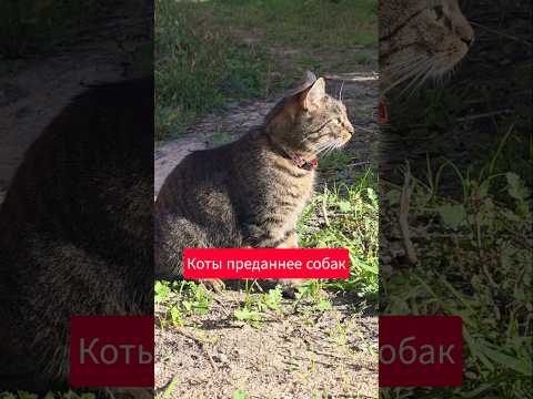 коты преданнее собак? как думаете?