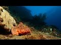 Scuba Diving Bali - The USAT Liberty Wreck (2016) - Full HD, USAT Liberty, Büffelkopfpapagei, Barrakuda, Schildkröte, Wrack, Tulamben, Bali, Indonesien