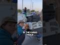 Flying International With Your Dog In The Cargo Hold Dog Traveldog Travel