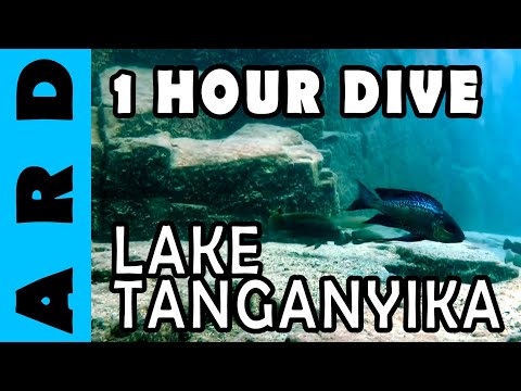 1 hour dive in Lake Tanganyika - Chimba,