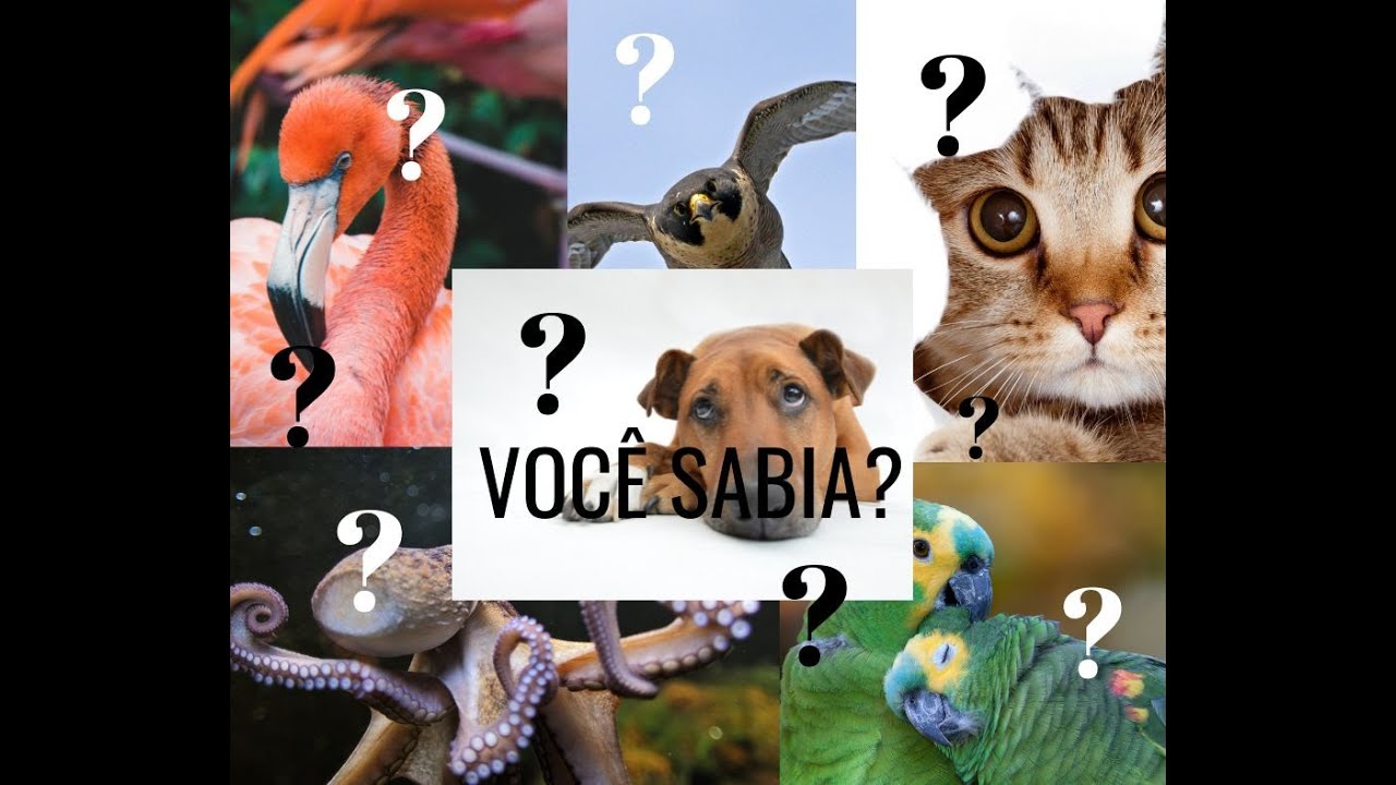 CURIOSIDADES ANIMAIS