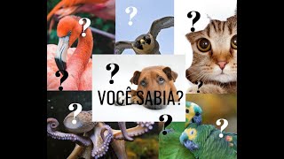 CURIOSIDADES ANIMAIS