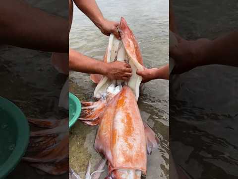 🦑 INSANE! Cleaning TWO GIANT SQUIDS | Catch & Cook Prep