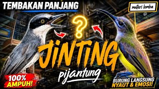 Download lagu TONJOLAN ISTIMEWAH lagu andalan wajib | jinjing petulak sambung pijantung mp3 Download lagu TONJOLAN ISTIMEWAH lagu andalan wajib | jinjing petulak sambung pijantung mp3