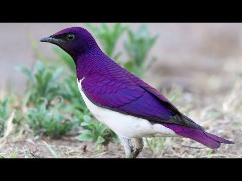 Liskavec ametystový (Cinnyricinclus leucogaster) — video o speve a chove