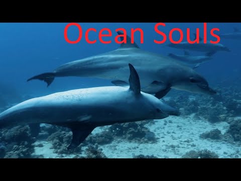 🌟 Premiere! Ocean Souls 2020