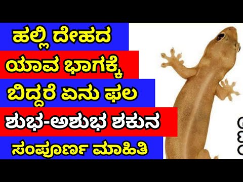 lizard predicts your destiny and a persons future |  ಹಲ್ಲಿ ದೇಹದ ಯಾವ ಭಾಗಕ್ಕೆ ಬಿದ್ದರೆ ಏನು ಫಲ ಶುಭ ಅಶುಭ?