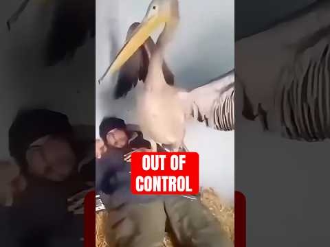 Animal Moments That Escalated Out Of Control