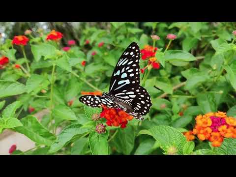 A song from a secret garden - Violin & Video  Laura Lungu