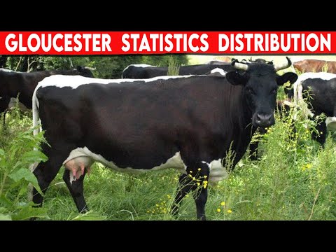 , title : '⭕ Cattle Breeds Gloucester  Statistics and Distribution  ✅  Cattle Gloucester  // Bulls'