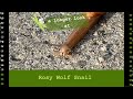 Rosy Wolf Snail Longer Observations and Sped up footage