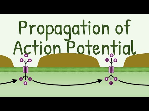 Propagation of Action Potential
