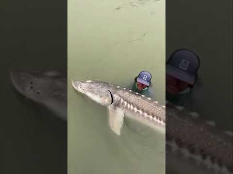#огромный осётр#Shorts