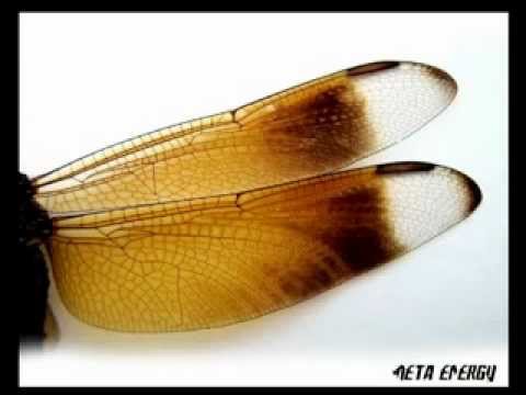 Delast One - Optimism (meta energy)