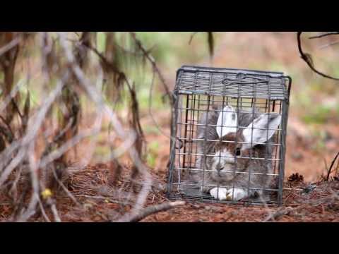 Snowshoe Hare Research