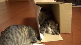 箱とねこ14。-Box and Maru and Hana.-