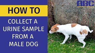 How to Collect a Urine Sample From a Male Dog | Animal Behavior College
