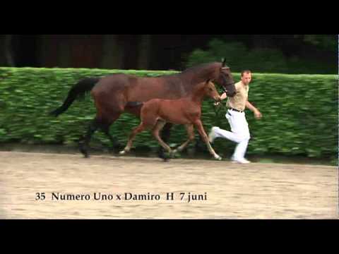 Stallion - Numero Uno - Damiro.wmv