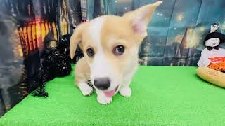 コーギーの動画01