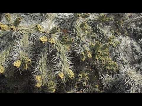 Cactus de Arizona: Cylindropuntia tunicata (Opuntia tunicata)