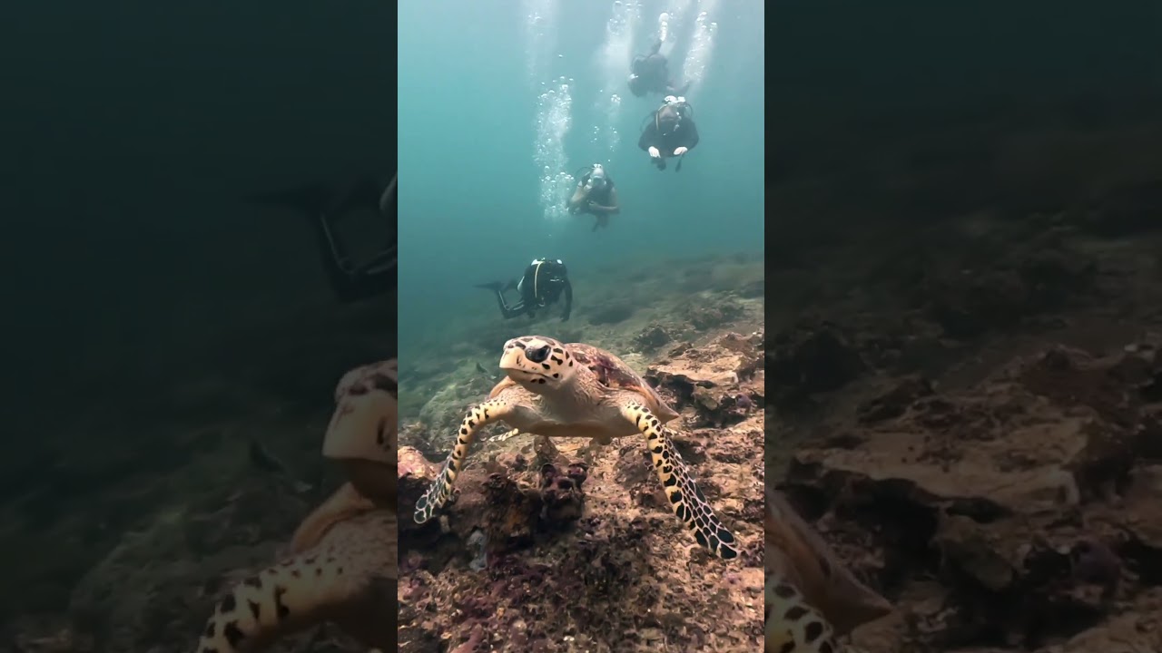 YouTube Short thumbnail