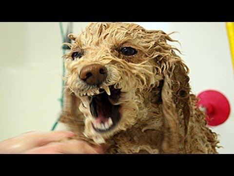 Chiens drôles de haine pour se baigner - chiens juste ne veulent pas de baignade la compilation 2014