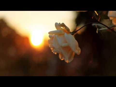 Se Ra Phic - Sunset Rose (W & D Project Symphony of Life Mix)