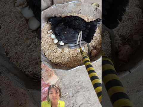 #chicken #animals #shortvideo #greenscreen #snake #pets #lovelypet