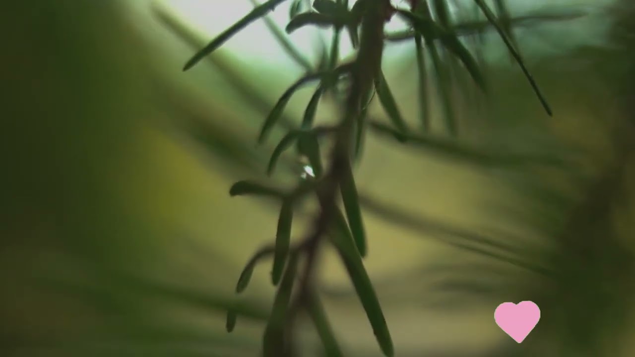 Unlock Savings on Insight Timer with Promo Codes