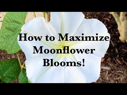 The Secret to Growing Moonflowers
