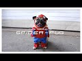 SPIDER-PUG - Doug The Pug