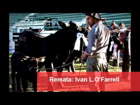 5   48ª GRAN NACIONAL BRANGUS