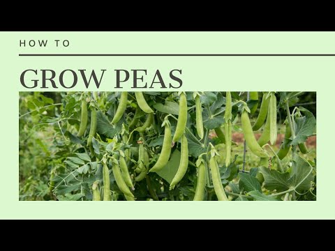 How to Grow Peas- sowing, care and harvest