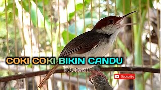 Download lagu PRENJAK COKI GACOR suara bikin Candu! mp3 Download lagu PRENJAK COKI GACOR suara bikin Candu! mp3