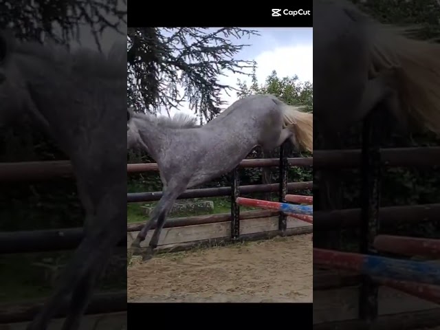 Femelle Connemara 4 ans 1m47 Très bonne génétique