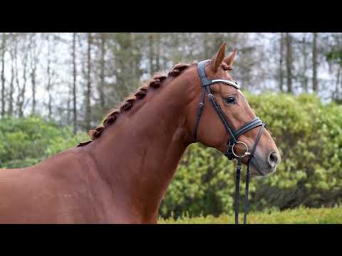 Value by Valverde NRW / Floriscount - stallion born 2019 (GER)