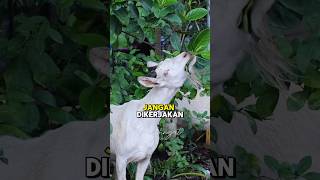 Download lagu JANGAN KERJAKAN. HARAM DIKERJAKAN DIHARI TASYRIK #idul_adha #motivation #sunnah #islam #inspiration mp3 Download lagu JANGAN KERJAKAN. HARAM DIKERJAKAN DIHARI TASYRIK #idul_adha #motivation #sunnah #islam #inspiration mp3