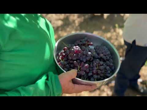 Circuito mostra avanço da produção de uva no semiárido piauiense