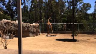preview picture of video 'Baby Giraffe Birth at San Diego Zoo'