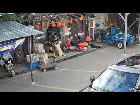 I Never Dreamed My Dog Would Return After 3 Years!