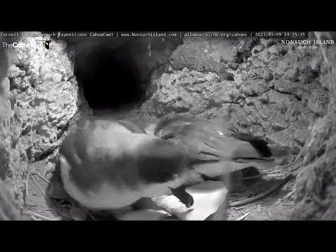 Female Bermuda Petrel Returns And Lays Egg In Nesting Burrow, See The First Peek! – Jan. 9, 2021