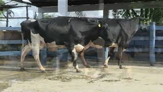 Vídeo 94 - 1ª ETAPA MEGA LIQUIDAÇÃO TOTAL AGROPECUÁRIA MARAJOARA - DIA 4 | GADO GIROLANDO E HOLANDÊS