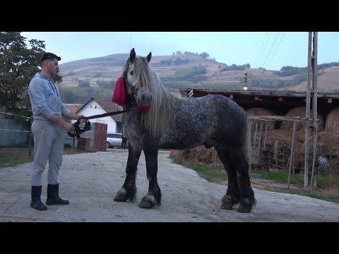 Caii lui Daniel de la Rosia de Secas, Alba - 2020 Nou!!!