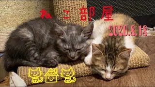 猫と戯れる夜